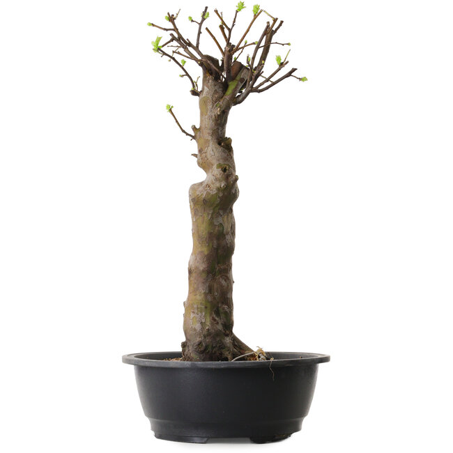 Pseudocydonia sinensis, 56 cm, ± 12 ans