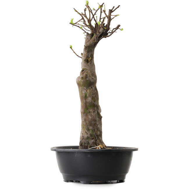 Pseudocydonia sinensis, 56 cm, ± 12 años de edad