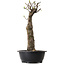 Pseudocydonia sinensis, 56 cm, ± 12 ans