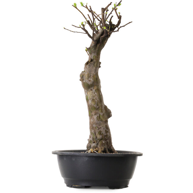 Pseudocydonia sinensis, 56 cm, ± 12 ans