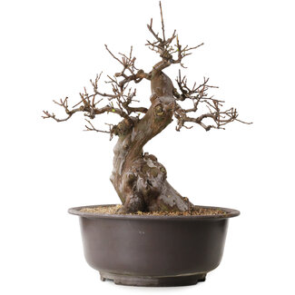 Pseudocydonia sinensis, 47 cm, ± 25 ans