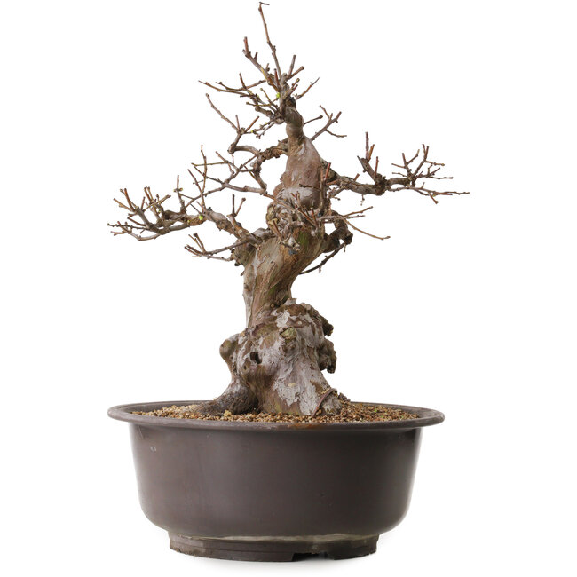 Pseudocydonia sinensis, 47 cm, ± 25 ans