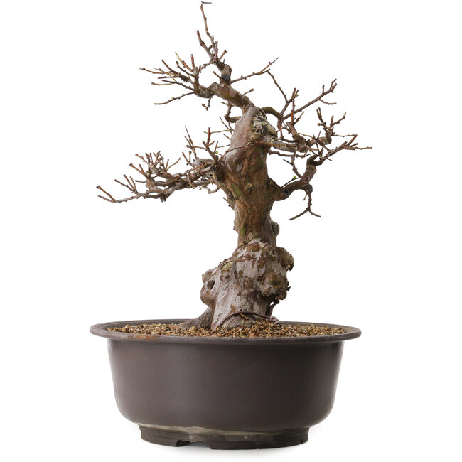 Pseudocydonia sinensis, 47 cm, ± 25 ans