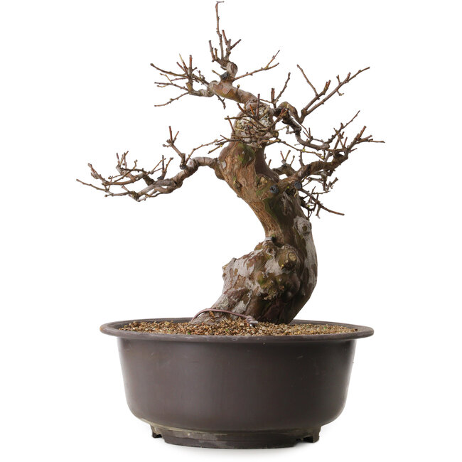 Pseudocydonia sinensis, 47 cm, ± 25 años de edad