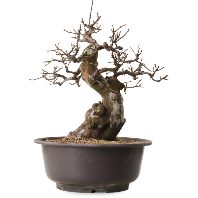 Pseudocydonia sinensis, 47 cm, ± 25 ans