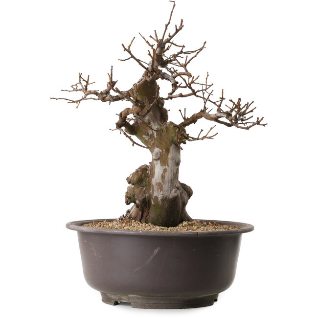 Pseudocydonia sinensis, 47 cm, ± 25 ans