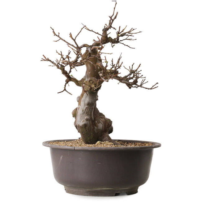 Pseudocydonia sinensis, 47 cm, ± 25 jaar oud