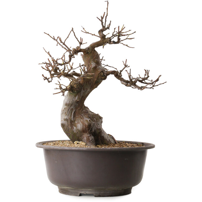 Pseudocydonia sinensis, 47 cm, ± 25 jaar oud