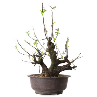 Pseudocydonia sinensis, 57 cm, ± 25 jaar oud