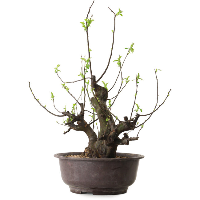 Pseudocydonia sinensis, 57 cm, ± 25 ans