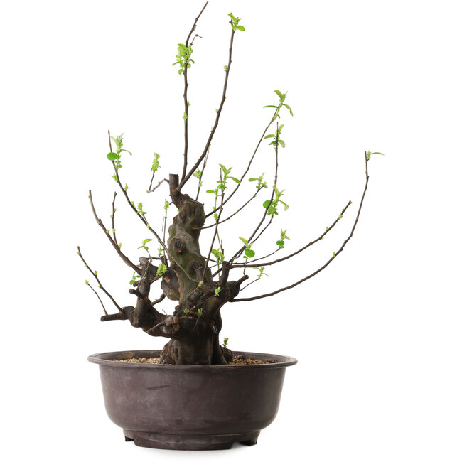 Pseudocydonia sinensis, 57 cm, ± 25 ans
