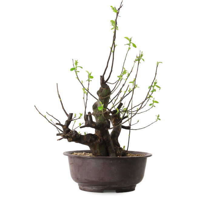 Pseudocydonia sinensis, 57 cm, ± 25 ans