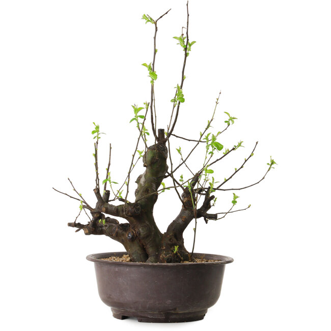 Pseudocydonia sinensis, 57 cm, ± 25 ans