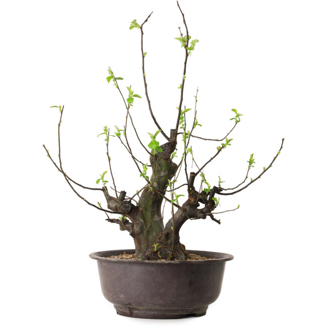 Pseudocydonia sinensis, 57 cm, ± 25 ans