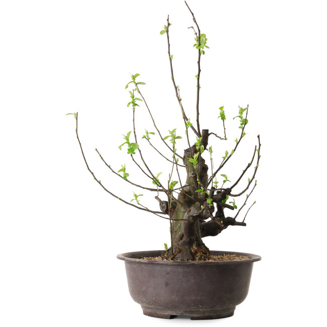 Pseudocydonia sinensis, 57 cm, ± 25 jaar oud