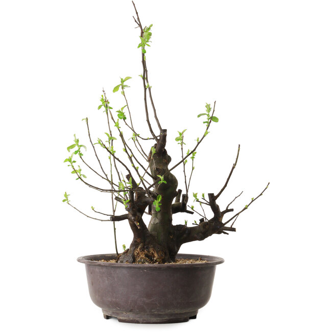Pseudocydonia sinensis, 57 cm, ± 25 ans