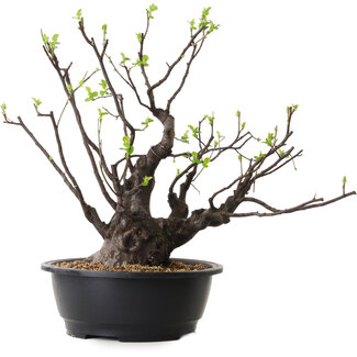 Pseudocydonia sinensis, 48 cm, ± 25 anni