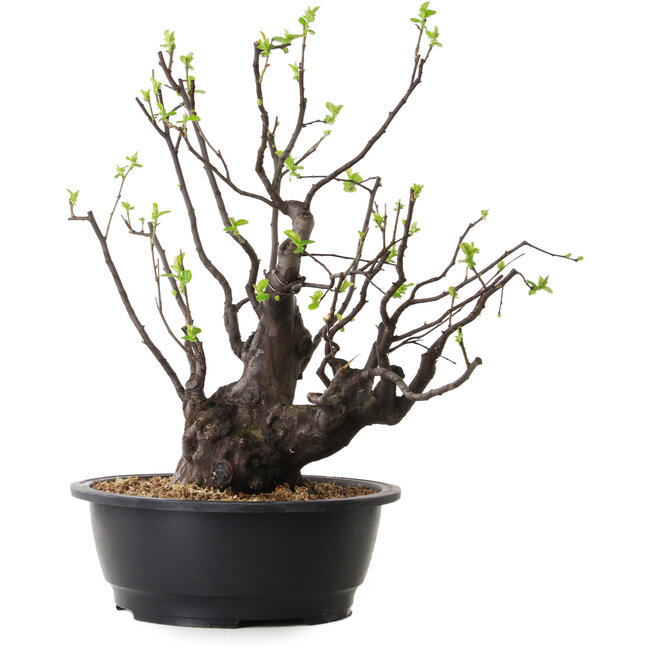 Pseudocydonia sinensis, 48 cm, ± 25 anni