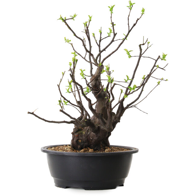 Pseudocydonia sinensis, 48 cm, ± 25 anni