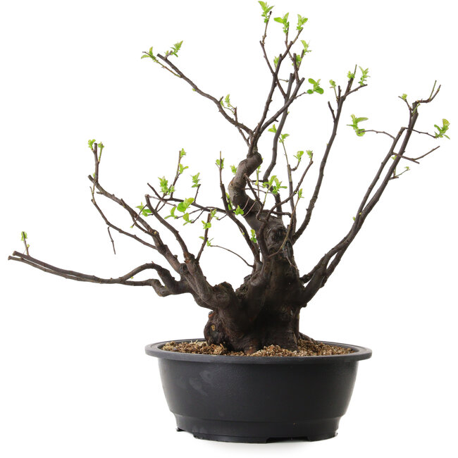 Pseudocydonia sinensis, 48 cm, ± 25 anni