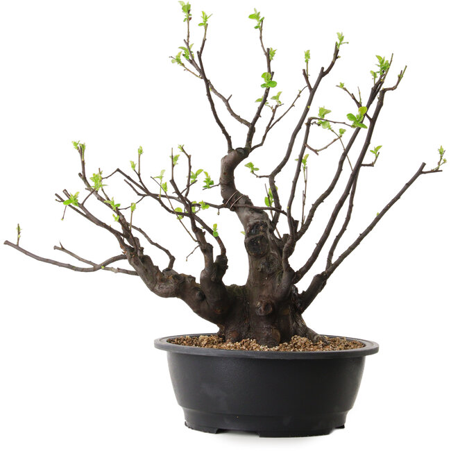 Pseudocydonia sinensis, 48 cm, ± 25 anni