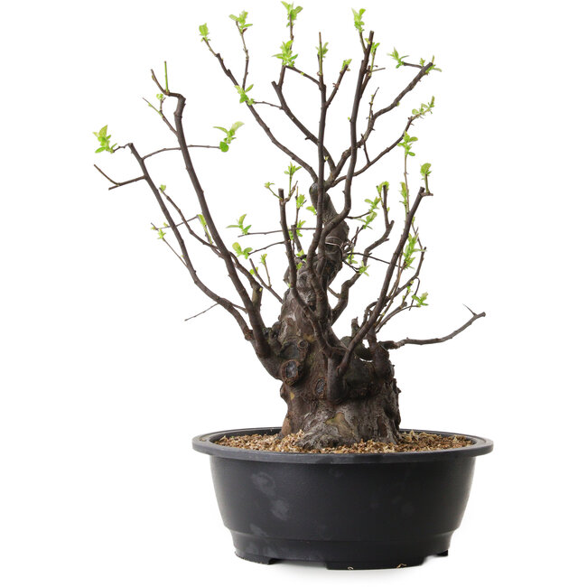 Pseudocydonia sinensis, 48 cm, ± 25 anni