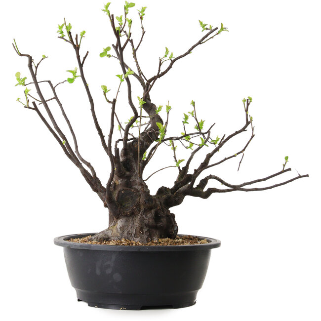 Pseudocydonia sinensis, 48 cm, ± 25 anni