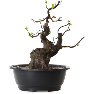 Pseudocydonia sinensis, 37 cm, ± 25 years old