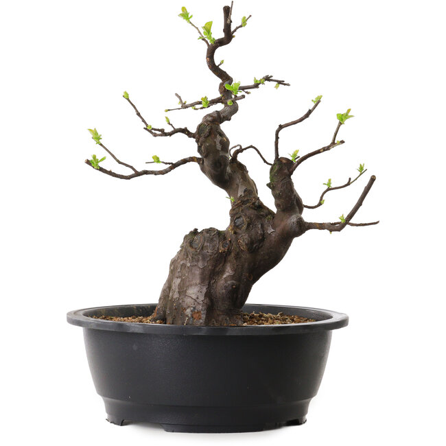 Pseudocydonia sinensis, 37 cm, ± 25 años de edad