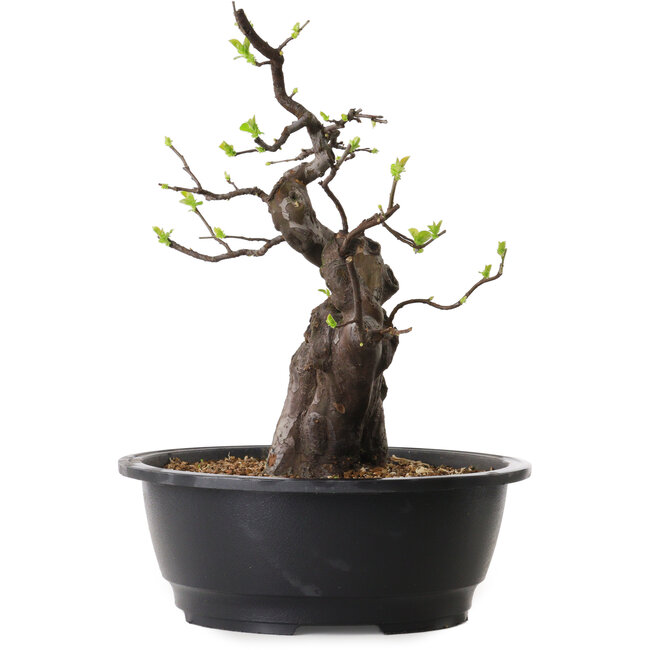 Pseudocydonia sinensis, 37 cm, ± 25 años de edad