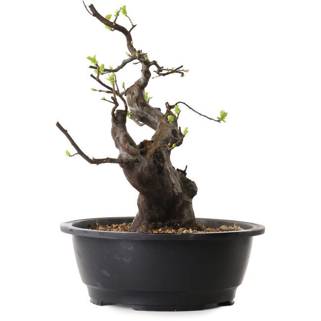 Pseudocydonia sinensis, 37 cm, ± 25 years old