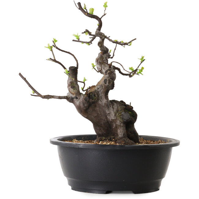 Pseudocydonia sinensis, 37 cm, ± 25 jaar oud