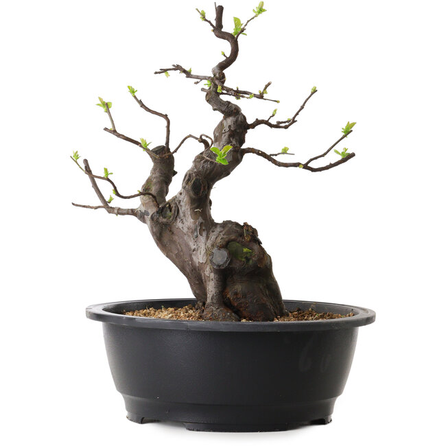 Pseudocydonia sinensis, 37 cm, ± 25 years old