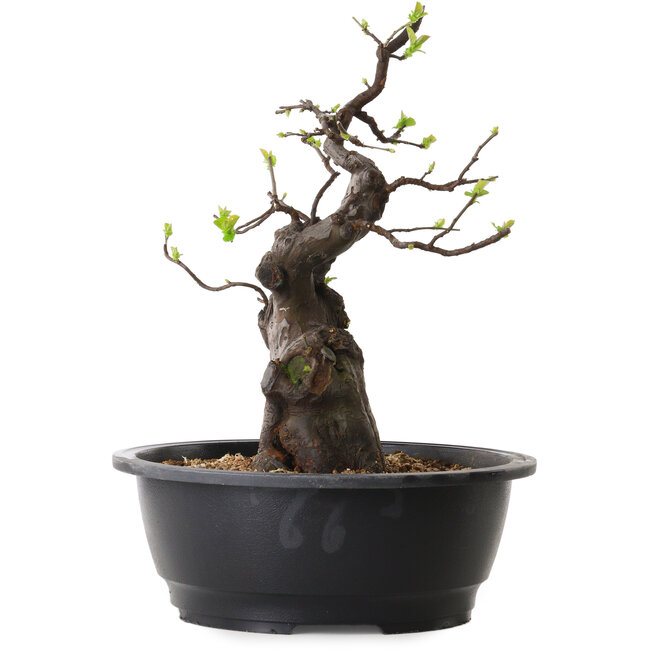 Pseudocydonia sinensis, 37 cm, ± 25 Jahre alt