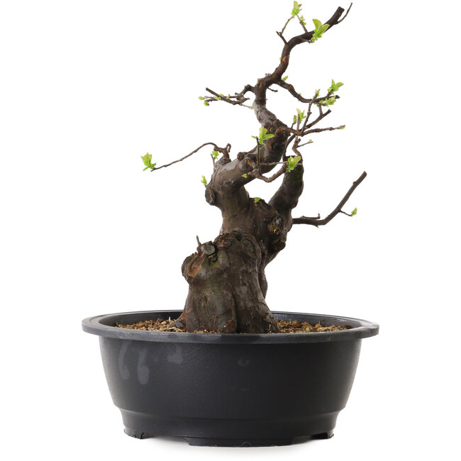 Pseudocydonia sinensis, 37 cm, ± 25 jaar oud