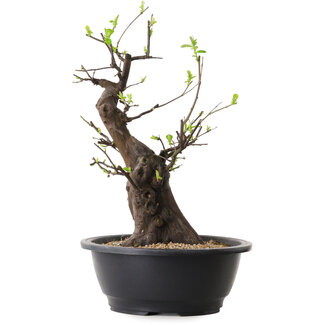 Pseudocydonia sinensis, 37 cm, ± 25 jaar oud