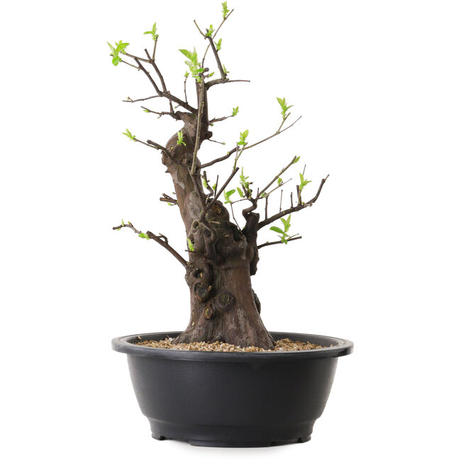 Pseudocydonia sinensis, 37 cm, ± 25 ans