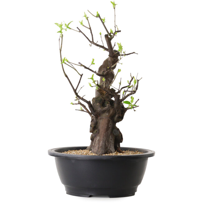 Pseudocydonia sinensis, 37 cm, ± 25 años de edad