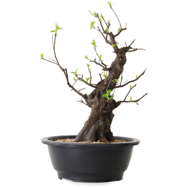 Pseudocydonia sinensis, 37 cm, ± 25 years old