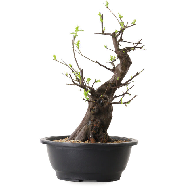 Pseudocydonia sinensis, 37 cm, ± 25 ans