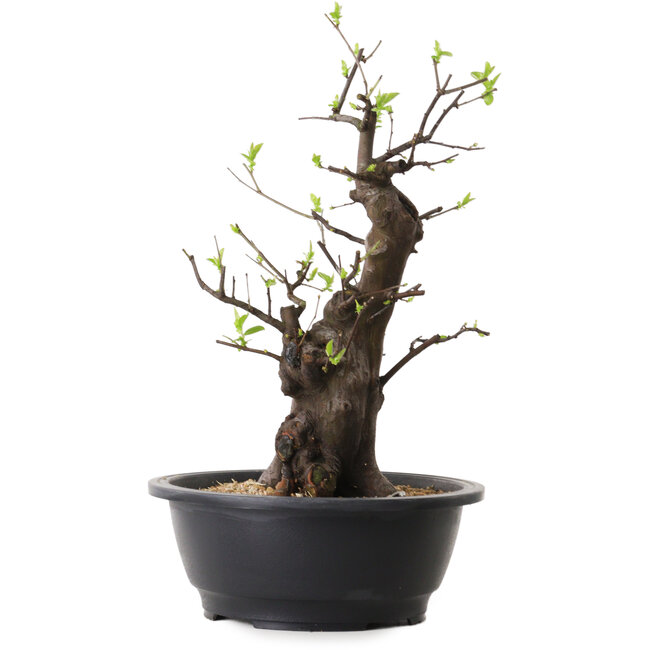 Pseudocydonia sinensis, 37 cm, ± 25 años de edad