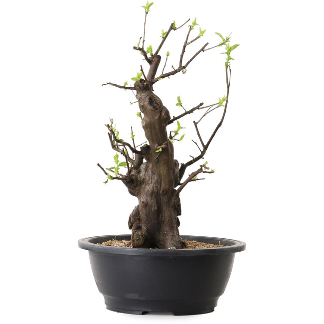 Pseudocydonia sinensis, 37 cm, ± 25 ans