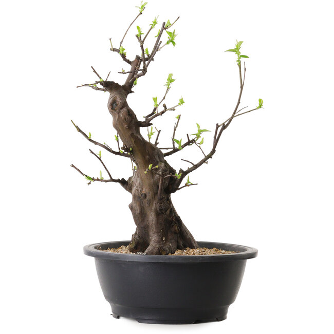 Pseudocydonia sinensis, 37 cm, ± 25 years old