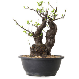 Pseudocydonia sinensis, 33 cm, ± 25 years old