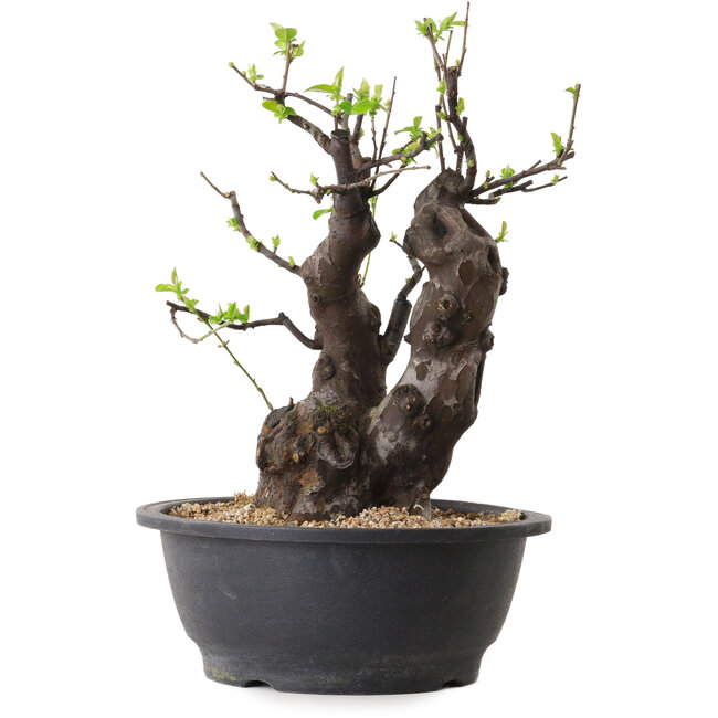 Pseudocydonia sinensis, 33 cm, ± 25 ans