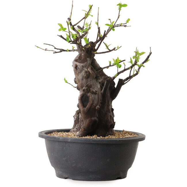 Pseudocydonia sinensis, 33 cm, ± 25 years old