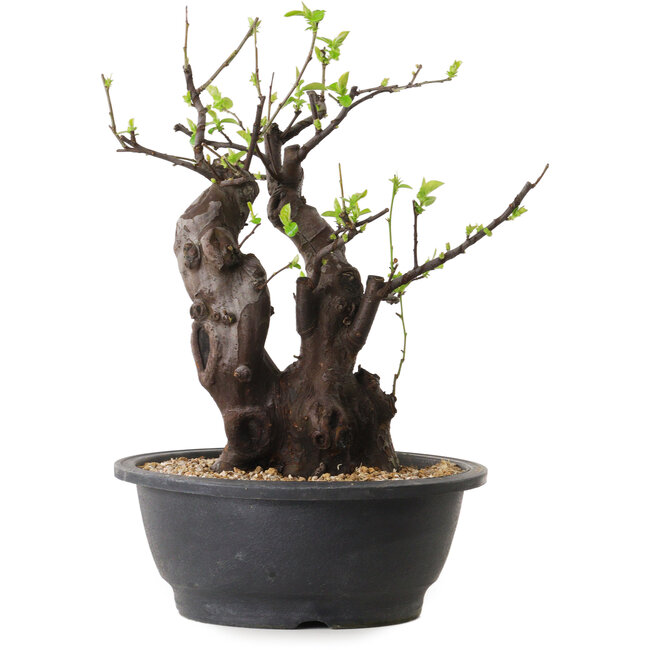 Pseudocydonia sinensis, 33 cm, ± 25 ans