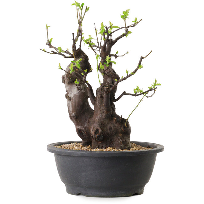 Pseudocydonia sinensis, 33 cm, ± 25 años de edad