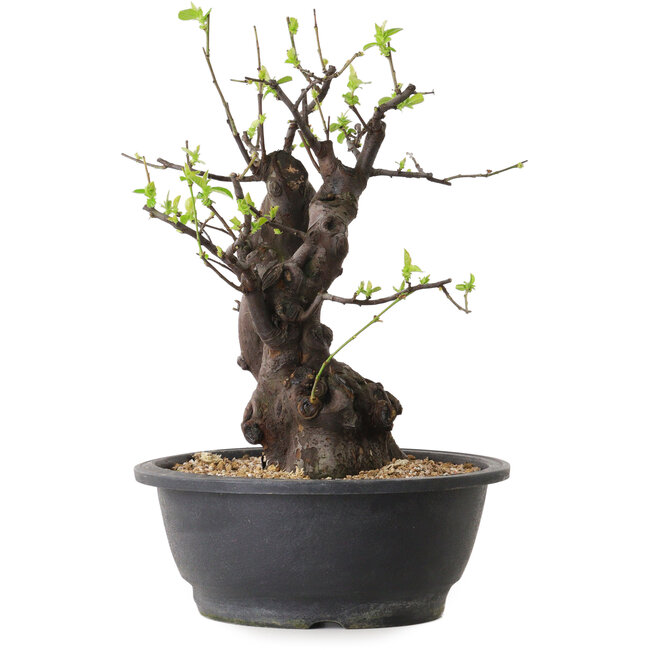 Pseudocydonia sinensis, 33 cm, ± 25 jaar oud