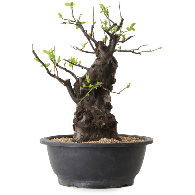 Pseudocydonia sinensis, 33 cm, ± 25 ans